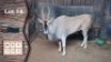 1X Eland M:1 Piere Jacobs (Per Piece to take the lot)