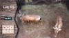 2X Rooihartbees M:2 Leeukraal Boerdery 19" - 22" (Per Piece to take the lot)