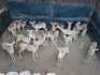 M 2 V/F: 10+9 T: 12+9 X Rooibokke Elandskloof Wildsplaas (Per stuk om lot te neem/Per Piece to take lot)