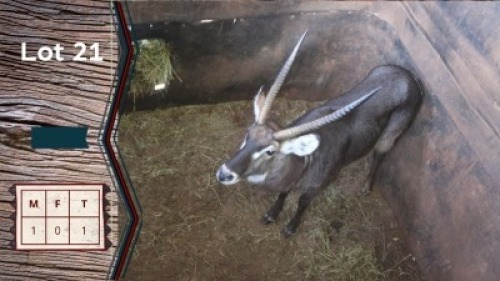 1X Waterbok M:1 Villa Lumardi (Per Piece to take the lot)
