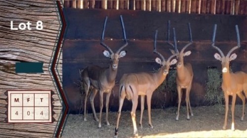 4X Rooibok M:4 Ysterberg Bande (Per Piece to take the lot)