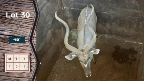 1X Koedoe M:1 Leeukraal Boerdery 48" (Per Piece to take the lot)