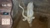 1X Koedoe M:1 Leeukraal Boerdery 48" (Per Piece to take the lot)