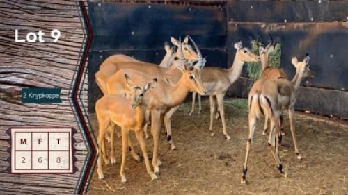 8X Rooibok M:2 V/F:6 Ysterberg Bande 2 Knypkoppe (Per Piece to take the lot)