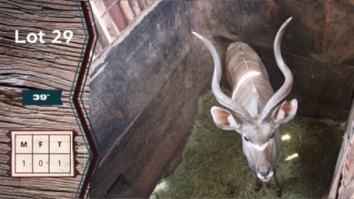 1X Koedoe M:1 Leeukraal Boerdery 39" (Per Piece to take the lot)