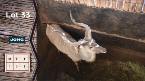 1X Koedoe M:1 Leeukraal Boerdery Jong Bul (Per Piece to take the lot)