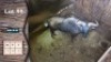 1X Blouwildebees M:1 Sekgweng Game Breeders 28 3/8" (Per Piece to take the lot)