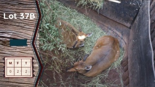 2X Bosbok V/F:2 Spiral Game Breeders (Per Piece to take the lot)