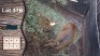 2X Bosbok V/F:2 Spiral Game Breeders (Per Piece to take the lot)