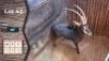 1X Sable M:1 Villa Lumardi 36" (Per Piece to take the lot)