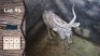 1X Koedoe M:1 Bosveld Vrede Boerdery (Per Piece to take the lot)