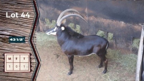 1X Sable M:1 OCLA Investments (Pty) Ltd 43.5" (Per Piece to take the lot)