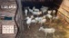 9X Wit Blesbokke V/F:9 Buks Steenkamp (Per Piece to take the lot)