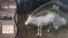 1X Goue Gemsbok M:1 V/F:0 Swa Zulu 3 jaar oud (Per Piece to take the lot)