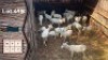 9X Wit Blesbokke V/F:9 Buks Steenkamp (Per Piece to take the lot)