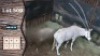 1X Goue Gemsbok M:0 V/F:1 Swa Zulu 42 2/8" (Per Piece to take the lot)