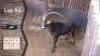 1X Sable M:1 OCLA Investments (Pty) Ltd 39" (Per Piece to take the lot)