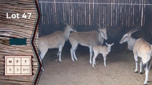 3+1X Eland V/F:3 Piere Jacobs (Per Piece to take the lot)
