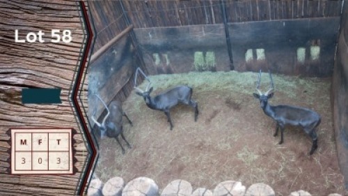 3X Swart Rooibok M:3 Tembani (Per Piece to take the lot)