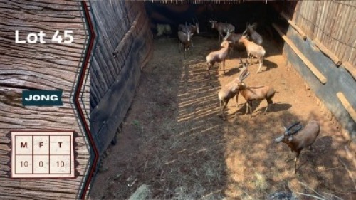 10X Blesbokke M:10 Buks Steenkamp Jong Ramme (Per Piece to take the lot)