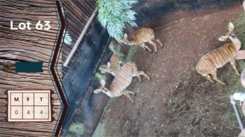 4X Njala Ooie V/F:4 Swa Zulu (Per Piece to take the lot)