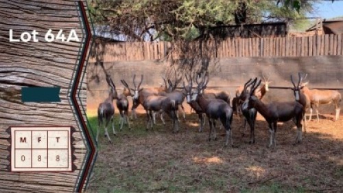 8X Blesbokke V/F:8 Buks Steenkamp (Per Piece to take the lot)