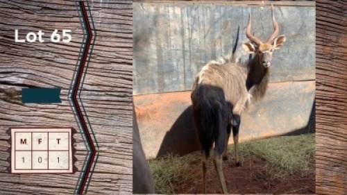 1X Njala M:1 Albrecht Pieterse (Per Piece to take the lot)