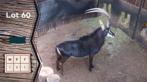 1X Sable M:1 Shimba Hills Safaris (Per Piece to take the lot)