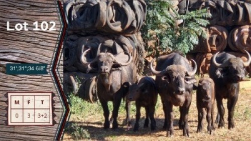3+2X Buffels V/F:3 Shimba Hills Safaris Koei= 31" Koei= 31" Groot Koei= 34 2/8" (Per Piece to take the lot)