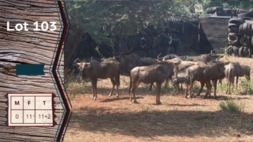 11+2X Blouwildebees V/F:11 Ysterberg Bande (Per Piece to take the lot)