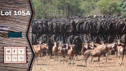 11X Blesbokke V/F:11 Buks Steenkamp (Per Piece to take the lot)