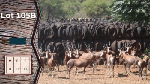 11X Blesbokke V/F:11 Buks Steenkamp (Per Piece to take the lot)