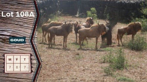 7X Gouewildebees M:7 Sekgweng Game Breeders (Per Piece to take the lot)