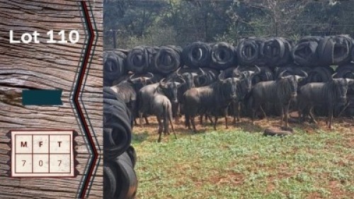 7X Blouwildebees M:7 J Kooy (Per Piece to take the lot)
