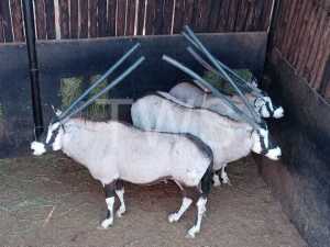 M 1 V/F: 2 T: 3 X Gemsbok Elandskloof Wildsplaas (Per stuk om lot te neem/Per Piece to take lot)