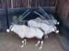 M 1 V/F: 2 T: 3 X Gemsbok Elandskloof Wildsplaas (Per stuk om lot te neem/Per Piece to take lot)