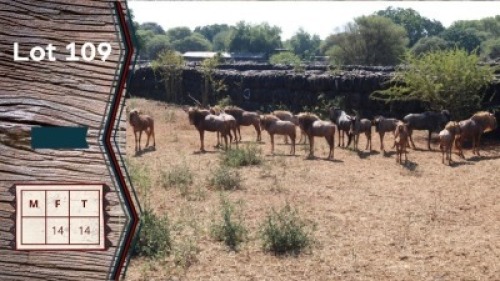 14X Blouwildebees gemeng V/F: Villa Lumardi (Per Piece to take the lot)