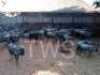 M 2 V/F: 11+7 T: 13+7 X Blouwildebeeste Elandskloof Wildsplaas (Per stuk om lot te neem/Per Piece to take lot)