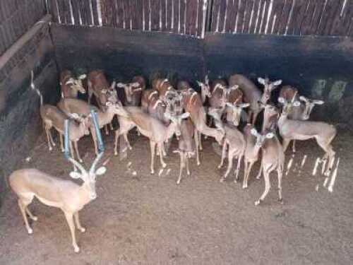 M 1 V/F: 15+5 T: 16+5 X Rooibokke Elandskloof Wildsplaas (Per stuk om lot te neem/Per Piece to take lot)