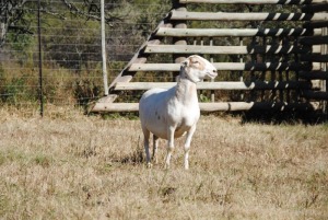 1X MEATMASTER OOI/EWE VOORWAARTS BOERDERY