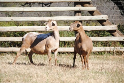 2X MEATMASTER OOI/EWE VOORWAARTS BOERDERY (Pay per animal)