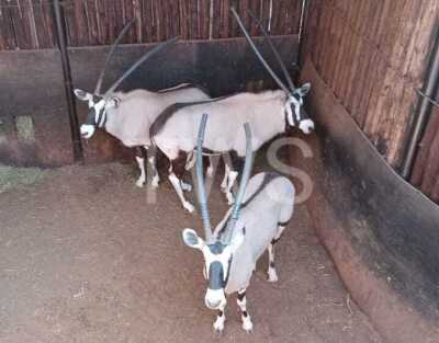 M 1 V/F: 3 T: 4 X Gemsbok Elandskloof Wildsplaas (Per stuk om lot te neem/Per Piece to take lot)