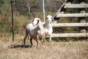 2X MEATMASTER OOI/EWE VOORWAARTS BOERDERY (Pay per animal)