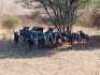 M 3 V/F: 12+6 T: 15+6 X Blouwildebeeste Elandskloof Wildsplaas (Per stuk om lot te neem/Per Piece to take lot)