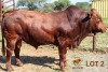 1 x BONSMARA BULL Medupi Bonsmaras