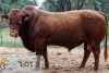 1 x BONSMARA BULL PC Bonsmaras