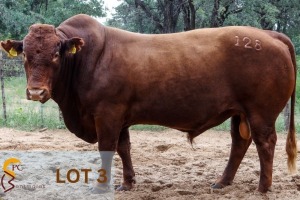 1 x BONSMARA BULL PC Bonsmaras