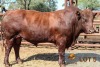 1 x BONSMARA BULL Medupi Bonsmaras