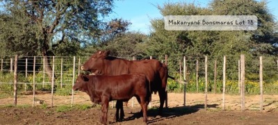 1+1 x BONSMARA COW Makanyane Bonsmara