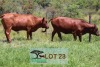 2 x BONSMARA COW Greenway Bonsmaras (Pay per animal)